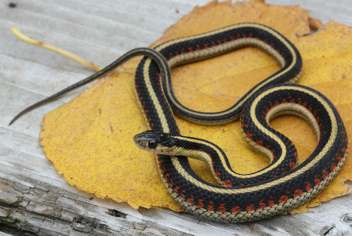 Valley Garter Snake